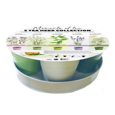 Samentablett 'Moments of Tea' Samentablett 'Moments of Tea'