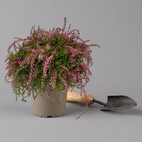 Knospenheide 'Rasta Girls®', rosa, Topf-Ø 13 cm, 6 Pflanzen