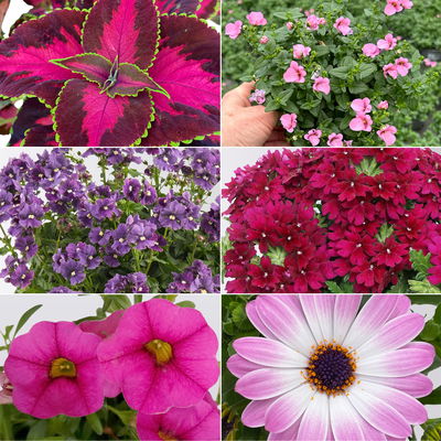 Pflanzenkreation 'Lillet Wild Berry', 12 Pflanzen inkl. Erde und Dünger