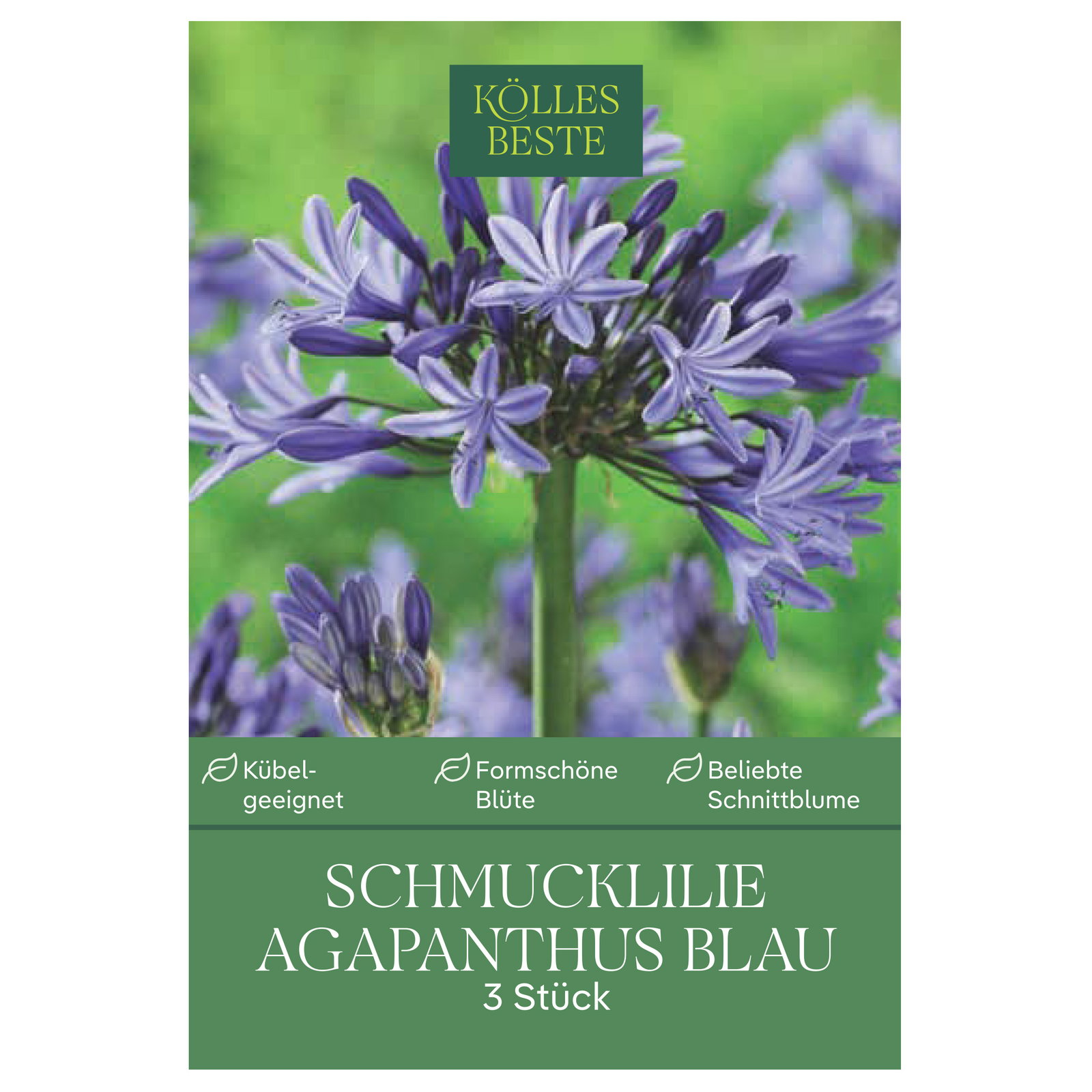 Kölles Beste Schmucklilie (Agapanthus) blau, 3 Blumenzwiebeln