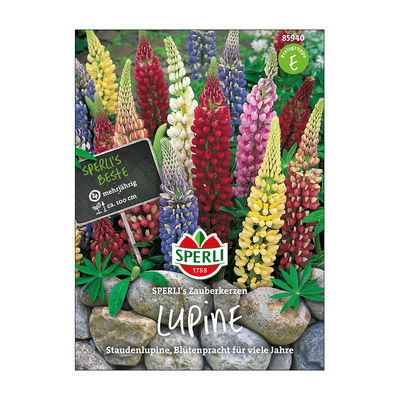 Lupine 'Zauberkerze', bunte Mischung Lupine 'Zauberkerze', bunte Mischung