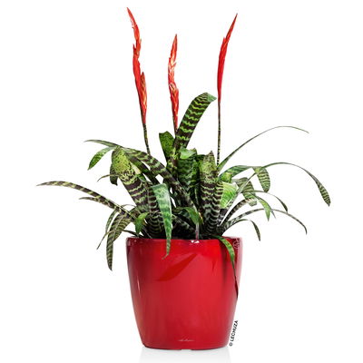 Lechuza 'Classico LS 35', scarlet-rot, ca. Ø 35 x H 33 cm