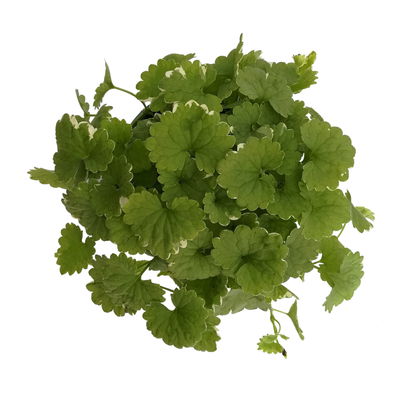 Weißbunter Gundermann 'Variegata' grün-weiß, Topf-Ø 12 cm, 6er-Set