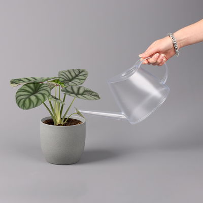 Alocasia baginda 'Silver Dragon', Topf-Ø 14 cm, Höhe ca. 35 cm