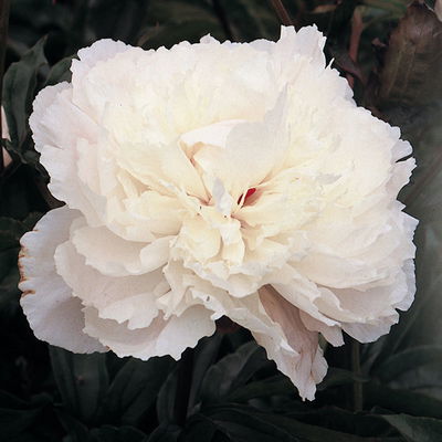 Kölles Beste Pfingstrose, Paeonia 'Alba Plena', weiß gefüllt Kölles Beste Pfingstrose, Paeonia 'Alba Plena', weiß gefüllt