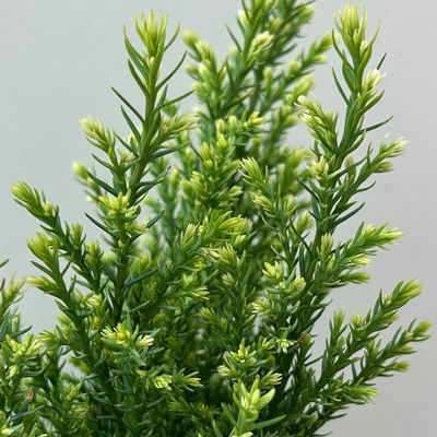 Kegelzypresse 'Snow White'®, Topf-Ø 9 cm, 8 Pflanzen Kegelzypresse 'Snow White'®, Topf-Ø 9 cm, 8 Pflanzen