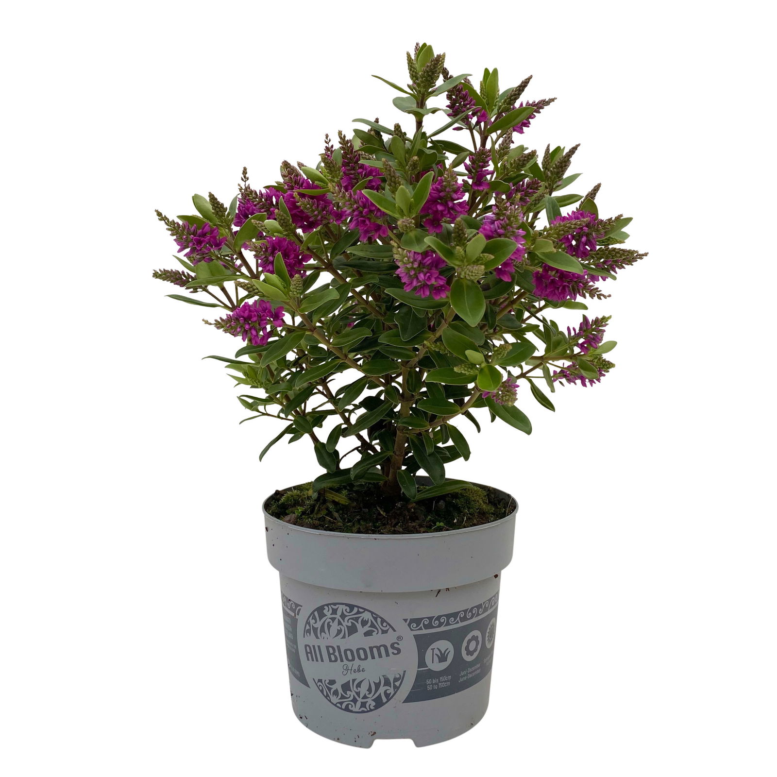 Hebe 'All Blooms®' lila, Topf-Ø 12 cm, 3er-Set