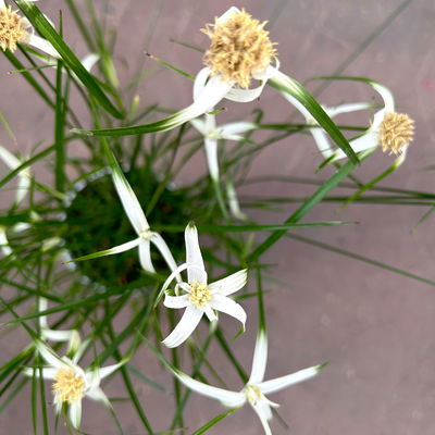 Rhynchospora colorata 'Sternentänzergras', Topf-Ø 17 cm, 2 Pflanzen