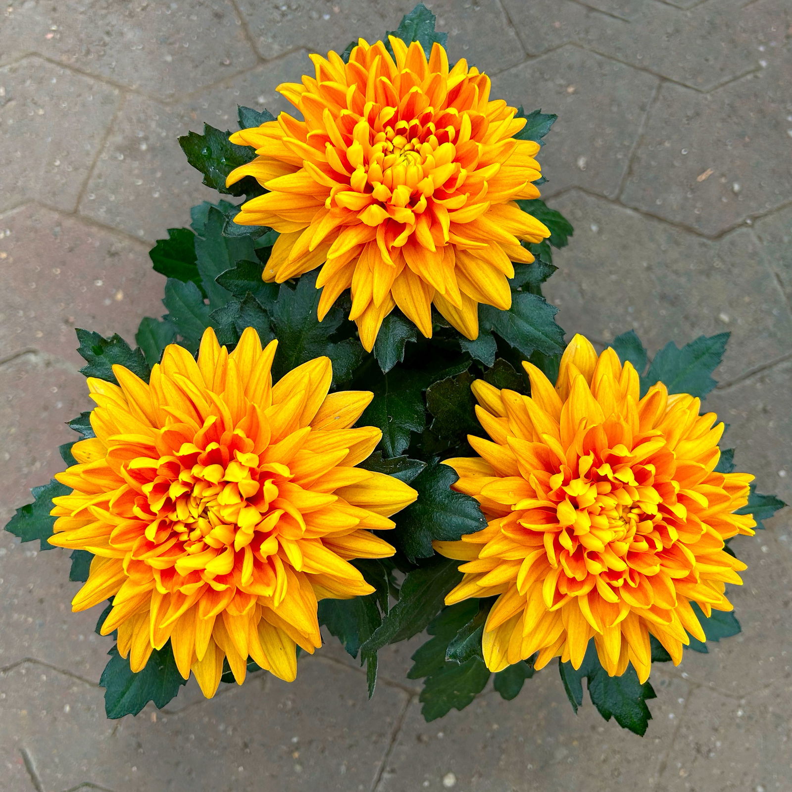 Chrysantheme 'Chrysanne® Zembla Durango' orange großblumig, Topf-Ø 13cm, 6er-Set