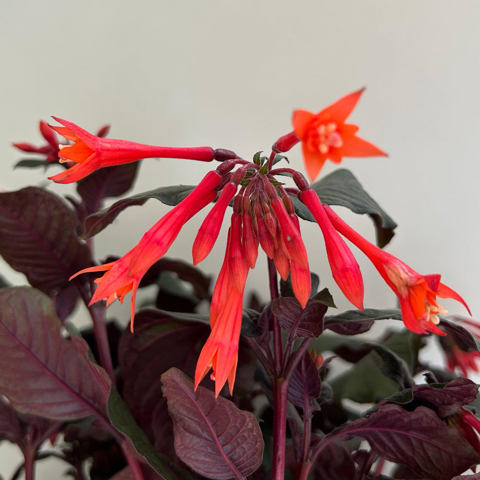 Fuchsie 'Koralle', orangerot, Topf-Ø 17 cm, 2 Pflanzen Fuchsie 'Koralle', orangerot, Topf-Ø 17 cm, 2 Pflanzen