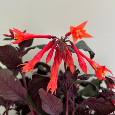 Fuchsie 'Koralle', orangerot, Topf-Ø 17 cm, 2 Pflanzen Fuchsie 'Koralle', orangerot, Topf-Ø 17 cm, 2 Pflanzen