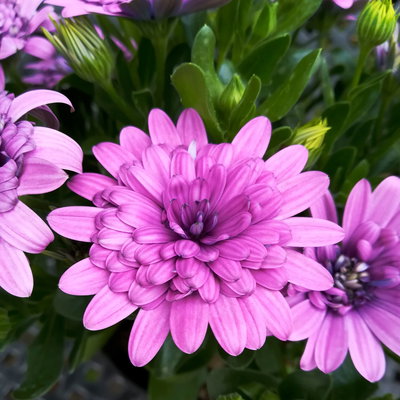 Osteospermum rosa/lila gefüllt, Topf-Ø 12 cm, 6 Stück Osteospermum rosa/lila gefüllt, Topf-Ø 12 cm, 6 Stück