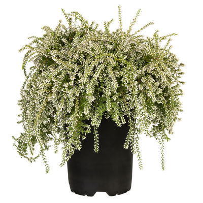 Knospenheide hängend, weiß, Topf-Ø 12 cm, 3 Pflanzen Knospenheide hängend, weiß, Topf-Ø 12 cm, 3 Pflanzen
