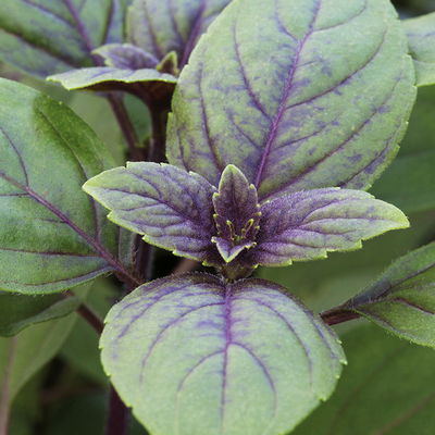 Bio Kräuter-Set 'Pizza & Pasta', 5 Pflanzen, Topf-Ø 12cm Bio Kräuter-Set 'Pizza & Pasta', 5 Pflanzen, Topf-Ø 12cm