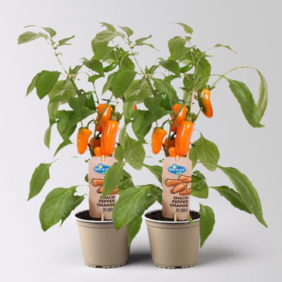 Snackpaprika 'Pick-&-Joy® Snack Pepper Orange', Topf-Ø 14 cm, 2 Pflanzen