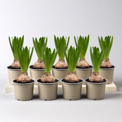 Hyazinthe weiß, vorgetrieben, Topf-Ø 9 cm, 9 Pflanzen Hyazinthe weiß, vorgetrieben, Topf-Ø 9 cm, 9 Pflanzen