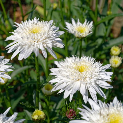 Bio Margerite 'Christine Hagemann' weiß, Topf 11x11 cm, 3 Pflanzen Bio Margerite 'Christine Hagemann' weiß, Topf 11x11 cm, 3 Pflanzen