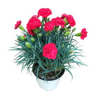 Dianthus 'Oscar®' rot, Topf-Ø 13 cm, 6 Stück