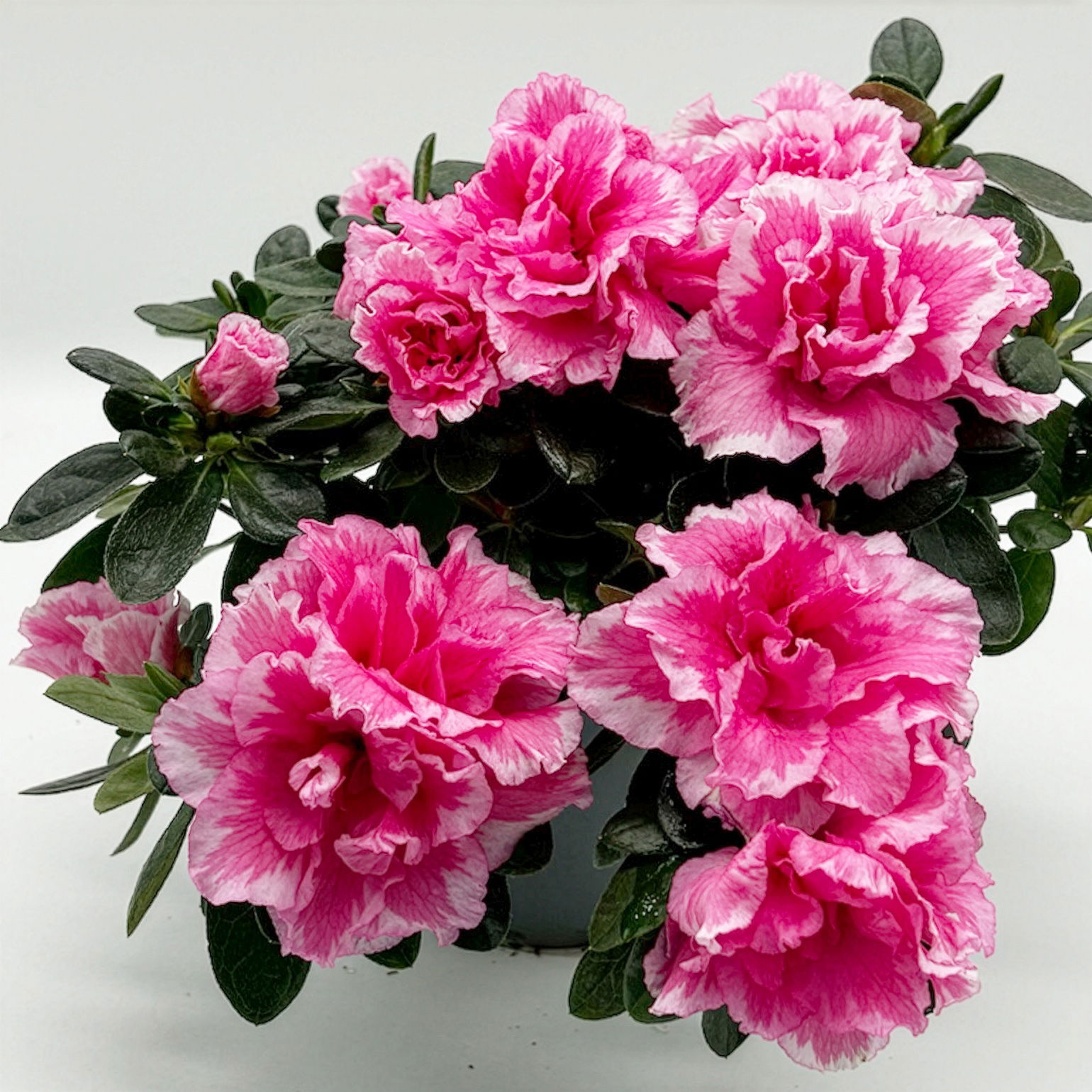 Azalee 'Vogel' Mix, gefüllt, Topf-Ø 11 cm, Höhe ca. 20 cm, 8 Pflanzen Azalee 'Vogel' Mix, gefüllt, Topf-Ø 11 cm, Höhe ca. 20 cm, 8 Pflanzen