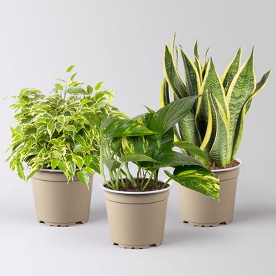 Grünpflanzenkreation Grünpflanzenkreation