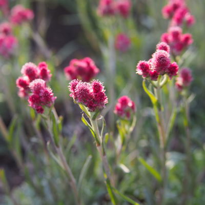 Katzenpfötchen, rot, Topf-Ø 13 cm, 6er-Set