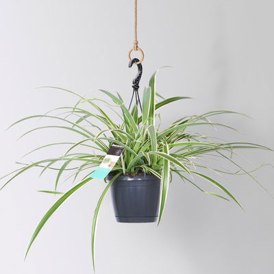 Grünlilie 'Laxum', Ampeltopf-Ø 17 cm, Höhe ca. 35 cm