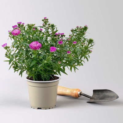 Pflanzenkreation Herbstspaziergang pink-silber, 6 Pflanzen inkl. Erde Pflanzenkreation Herbstspaziergang pink-silber, 6 Pflanzen inkl. Erde