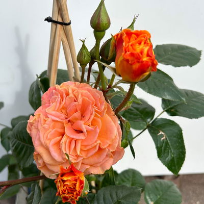 Beetrose 'Westzeit®' orange-apricot, Topf 5 Liter, 4 Pflanzen Beetrose 'Westzeit®' orange-apricot, Topf 5 Liter, 4 Pflanzen