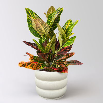 Wunderstrauch 'Excellent', Topf -Ø 17 cm, Höhe ca. 70 cm, inkl. Übertopf Byron