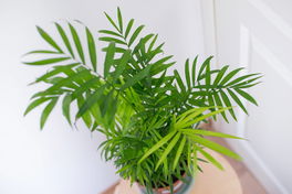 Bergpalme Bergpalme