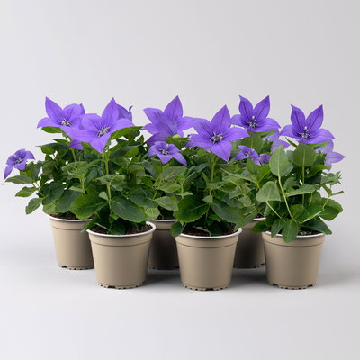 Ballonblume, blau, Topf-Ø 12 cm, 6er-Set Ballonblume, blau, Topf-Ø 12 cm, 6er-Set