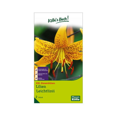 XXL Lilien 'Leichtlinii', gelb mit schwarzem Punkt, 2 Blumenknollen XXL Lilien 'Leichtlinii', gelb mit schwarzem Punkt, 2 Blumenknollen