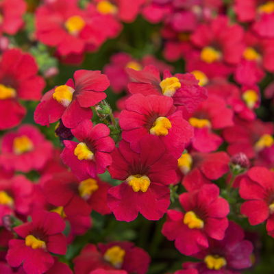 Nemesie, Farbe zufällig, Topf-Ø 12 cm, 6 Pflanzen Nemesie, Farbe zufällig, Topf-Ø 12 cm, 6 Pflanzen