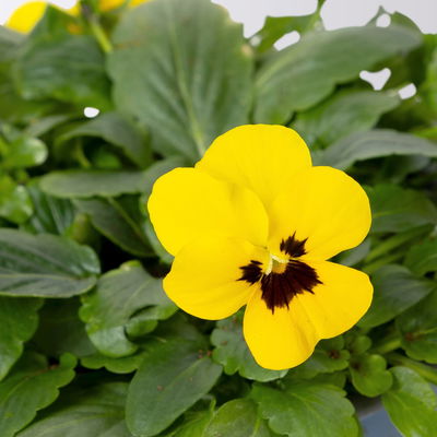 Bio Hornveilchen, Farben zufällig, Topf-Ø 12cm, 6 Pflanzen Bio Hornveilchen, Farben zufällig, Topf-Ø 12cm, 6 Pflanzen