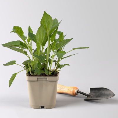 Sonnenhut 'Goldsturm', goldgelb, Topf 11x11 cm, 3 Pflanzen