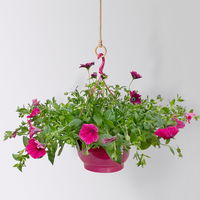 gemischte Sommerblumen-Ampel, Farbe/n nach Verfügbarkeit, Ampeltopf-Ø 25/27 cm