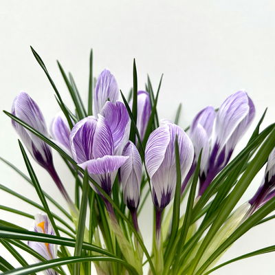Krokus, blau-weiß gestreift, vorgetrieben, Topf-Ø 10,5 cm, 6 Pflanzen