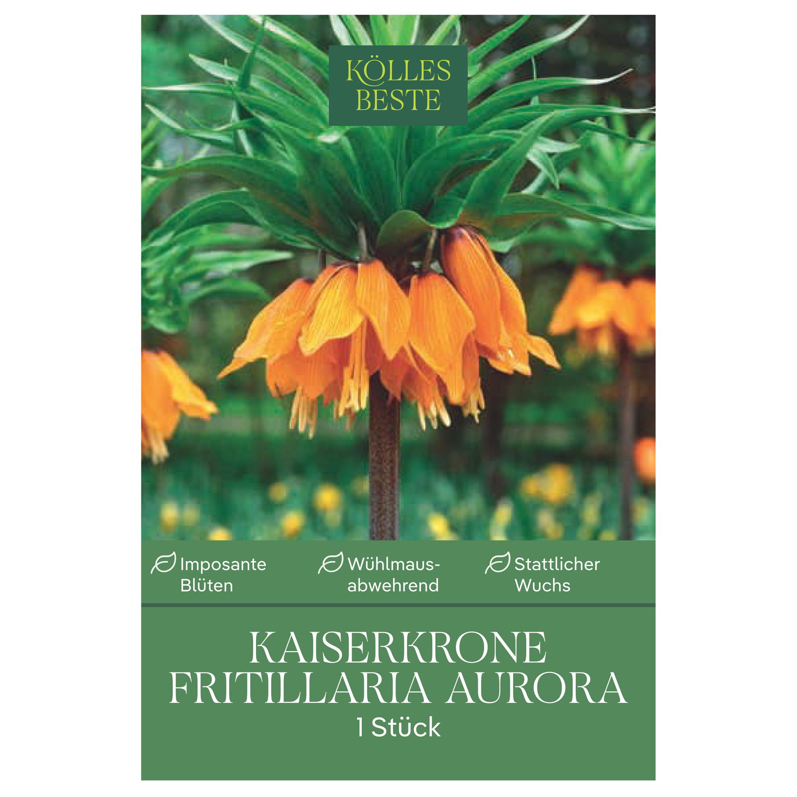 Kaiserkrone (Fritillaria Imperialis Aurora) orange, 1 Blumenzwiebel