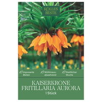 Kaiserkrone (Fritillaria Imperialis Aurora) orange, 1 Blumenzwiebel