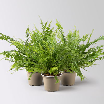 Schwertfarn 'Green Lady', Topf-Ø 12cm, Höhe ca. 35 cm, 3 Pflanzen Schwertfarn 'Green Lady', Topf-Ø 12cm, Höhe ca. 35 cm, 3 Pflanzen