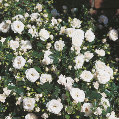 Bodendeckerrose 'Aspirin'®, weiß, Topf 3 Liter, 4 Pflanzen Bodendeckerrose 'Aspirin'®, weiß, Topf 3 Liter, 4 Pflanzen