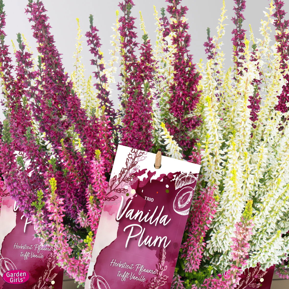 Calluna 'Gardengirls® Vanilla Plum' Trio, Topf-Ø 13 cm, 6 Pflanzen