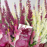 Calluna 'Gardengirls® Vanilla Plum' Trio, Topf-Ø 13 cm, 6 Pflanzen