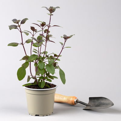 Bio Kräuter-Set 'Pizza & Pasta', 5 Pflanzen, Topf-Ø 12cm Bio Kräuter-Set 'Pizza & Pasta', 5 Pflanzen, Topf-Ø 12cm