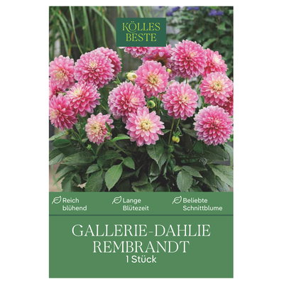 Kölles Beste Blumenknolle, Gallerie-Dahlie 'Rembrandt'