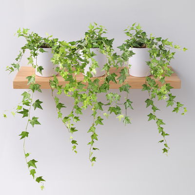 Hedera helix in Keramiktopf Dallas weiß, Topf-Ø 12/13 cm, 3er-Set Hedera helix in Keramiktopf Dallas weiß, Topf-Ø 12/13 cm, 3er-Set