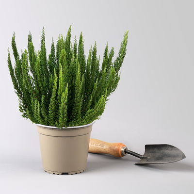 Besenheide SKYLINE® grün, Topf-Ø 13 cm, 3 Pflanzen