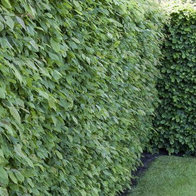 Rotbuche (Fagus sylvatica), 30er-Set, Höhe 80-100 cm, Topf 5 l Rotbuche (Fagus sylvatica), 30er-Set, Höhe 80-100 cm, Topf 5 l