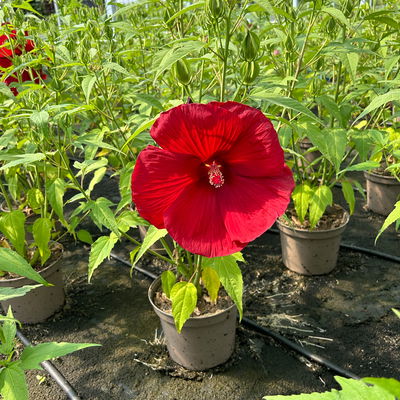 Staudenhibiskus 'My Valentine' rot, Topf 5 Liter
