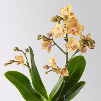Schmetterlingsorchidee 'Limpopo' gelb, 2 Rispen, Topf-Ø 12 cm, Höhe ca. 50 cm Schmetterlingsorchidee 'Limpopo' gelb, 2 Rispen, Topf-Ø 12 cm, Höhe ca. 50 cm